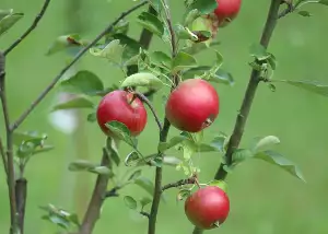 Dotace Na Novou Střechu